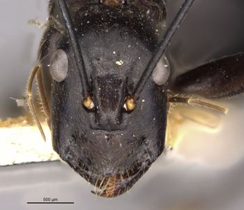 Media type: image;   Entomology 22948 Aspect: head frontal view